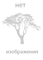 Яблоня дерево-сад: Китайка Керр+Антоновка об+Августа+Медуница