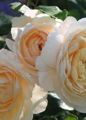 Роза парковая Крокус Роуз