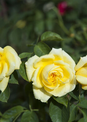Роза плетистая Римоза (Клайминг)