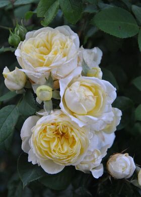 Роза флорибунда Кронпринцесс Мэри