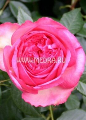 Роза чайно-гибридная Вальзертраум