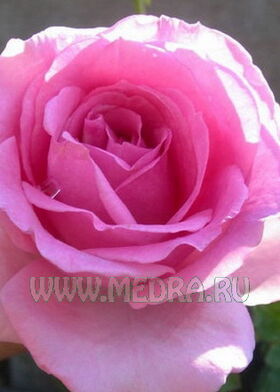 Роза чайно-гибридная Версаллес