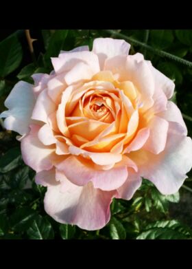 Роза чайно-гибридная Гросхерцогин Луиза