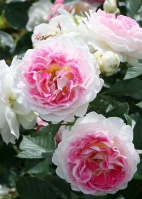 Роза чайно-гибридная Гуэрнси