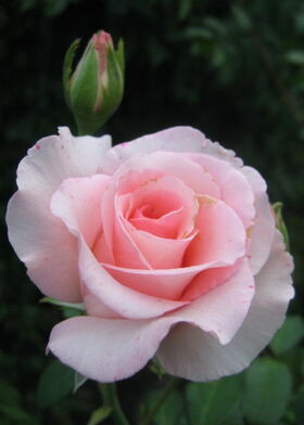 Роза чайно-гибридная Фламинго