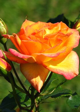 Роза шраб Сахара