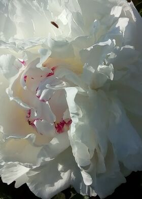Пион молочноцветковый Келвейс Глориус