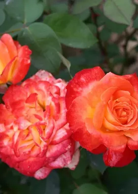 Роза флорибунда Пигаль 85