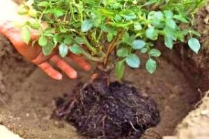 Посадка растений с открытой или слабо развитой корневой системой