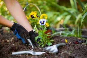 Когда и как сажать садовые растения