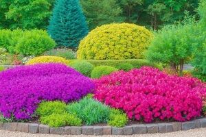 Карликовые растения для сада