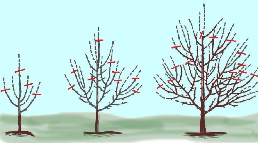 схема обрезки яблони