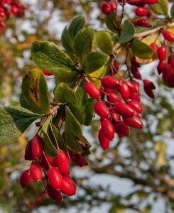 Berberis vulgaris var. Asperma