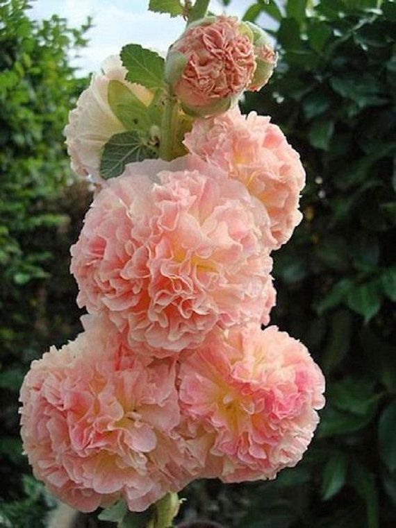 Мальва (шток-роза) розовая Сальмон Пинк