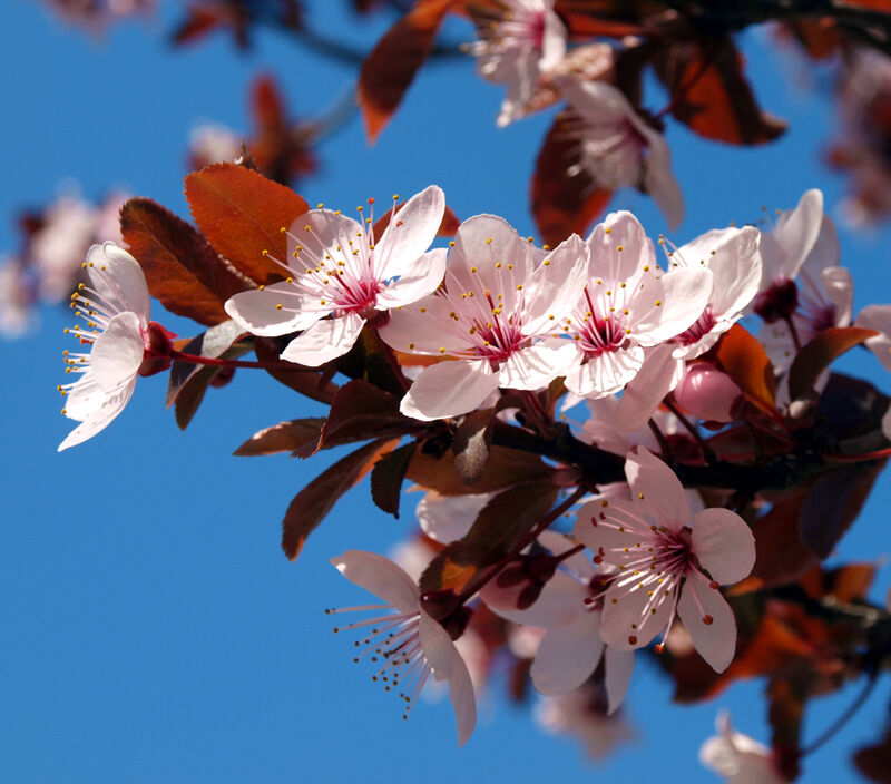 Prunus перевод