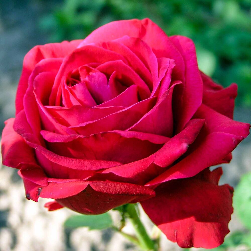 Роза чайно-гибридная Дама де Кюр