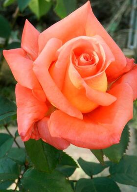 Роза чайно-гибридная Фольклер