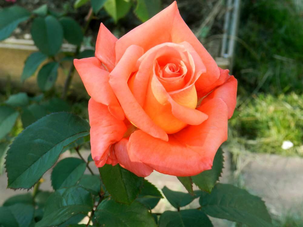 Роза чайно-гибридная Фольклер