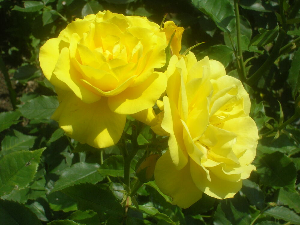 Роза флорибунда Фрезия (Korrosla, Sunsport)
