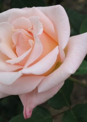 Роза чайно-гибридная Мадам Баттерфляй