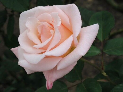Роза чайно-гибридная Мадам Баттерфляй