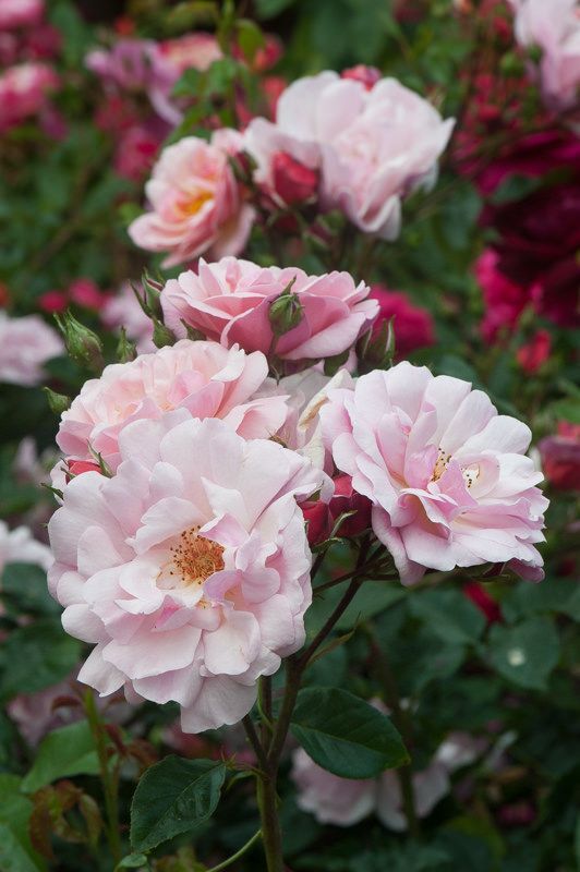 Роза шраб Маршенланд