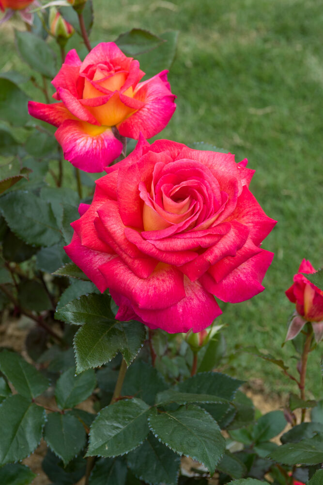 Роза чайно-гибридная Парфюм де Грасс