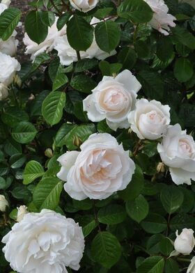 Роза флорибунда Принцесса Уэльская