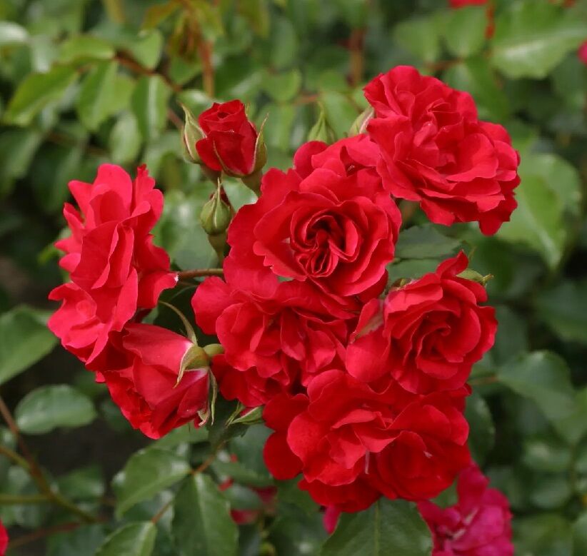 Роза флорибунда Ротилия
