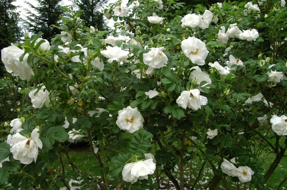 Роза морщинистая (шиповник) Альба