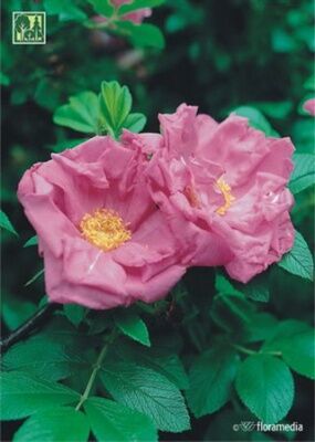 Роза морщинистая (шиповник) Роза Цверг