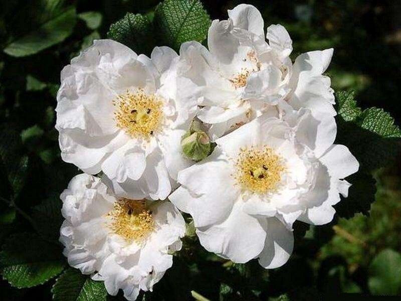 Роза морщинистая (шиповник) Уайт Роадраннер