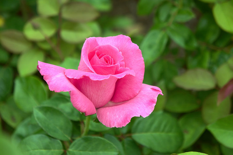 Роза чайно-гибридная Макартни Роуз