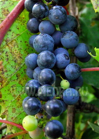 Виноград ароматный (прибрежный)