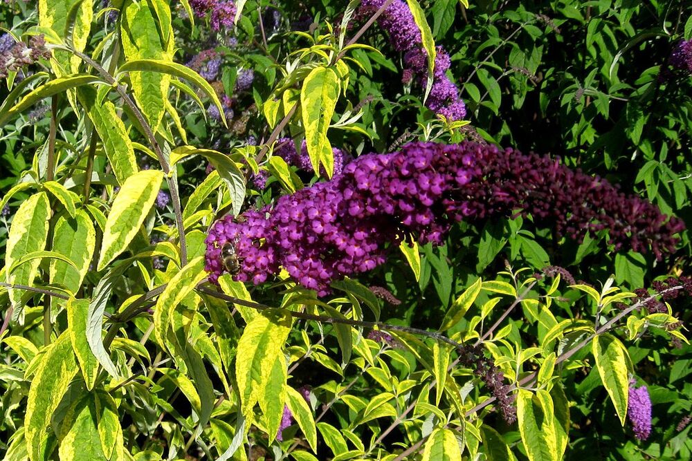 Buddleja davidii Tricolor