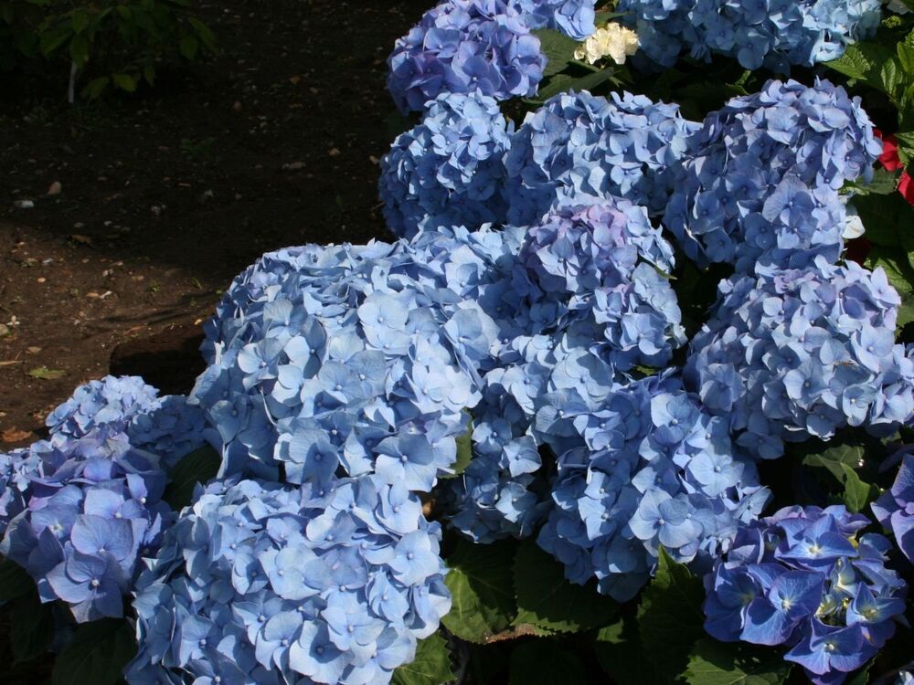 Гортензия садовая голубая Белла