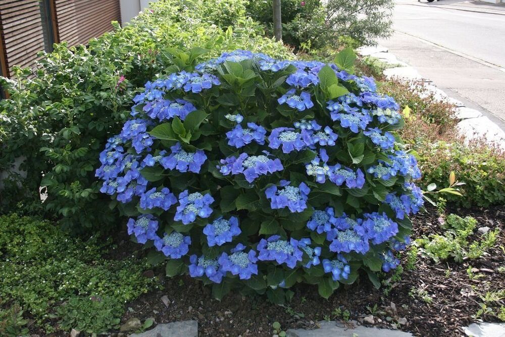 Гортензия садовая голубая Блаумайс