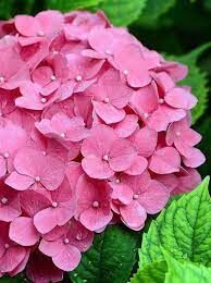 Гортензия садовая розовая