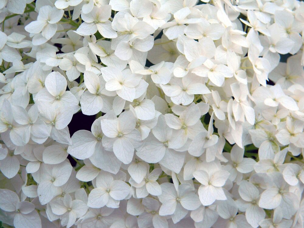 Гортензия садовая белая