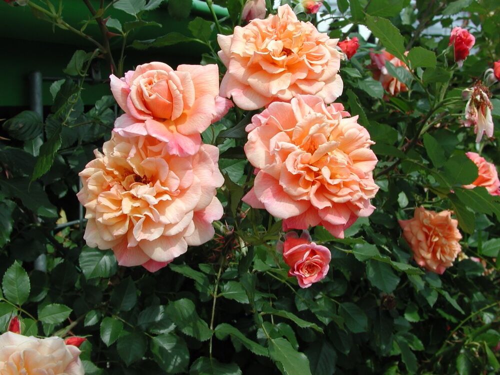 Роза Априкот Нектар: характеристики, посадка и уход, отзывы - Садовые розы и сорта для вашего сада