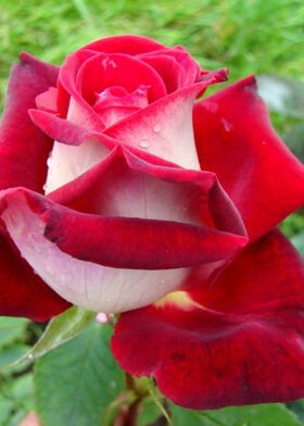 Роза чайно-гибридная Осуриа