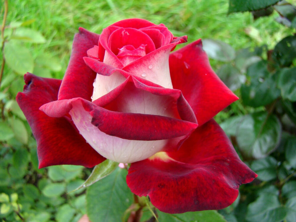 Роза чайно-гибридная Осуриа