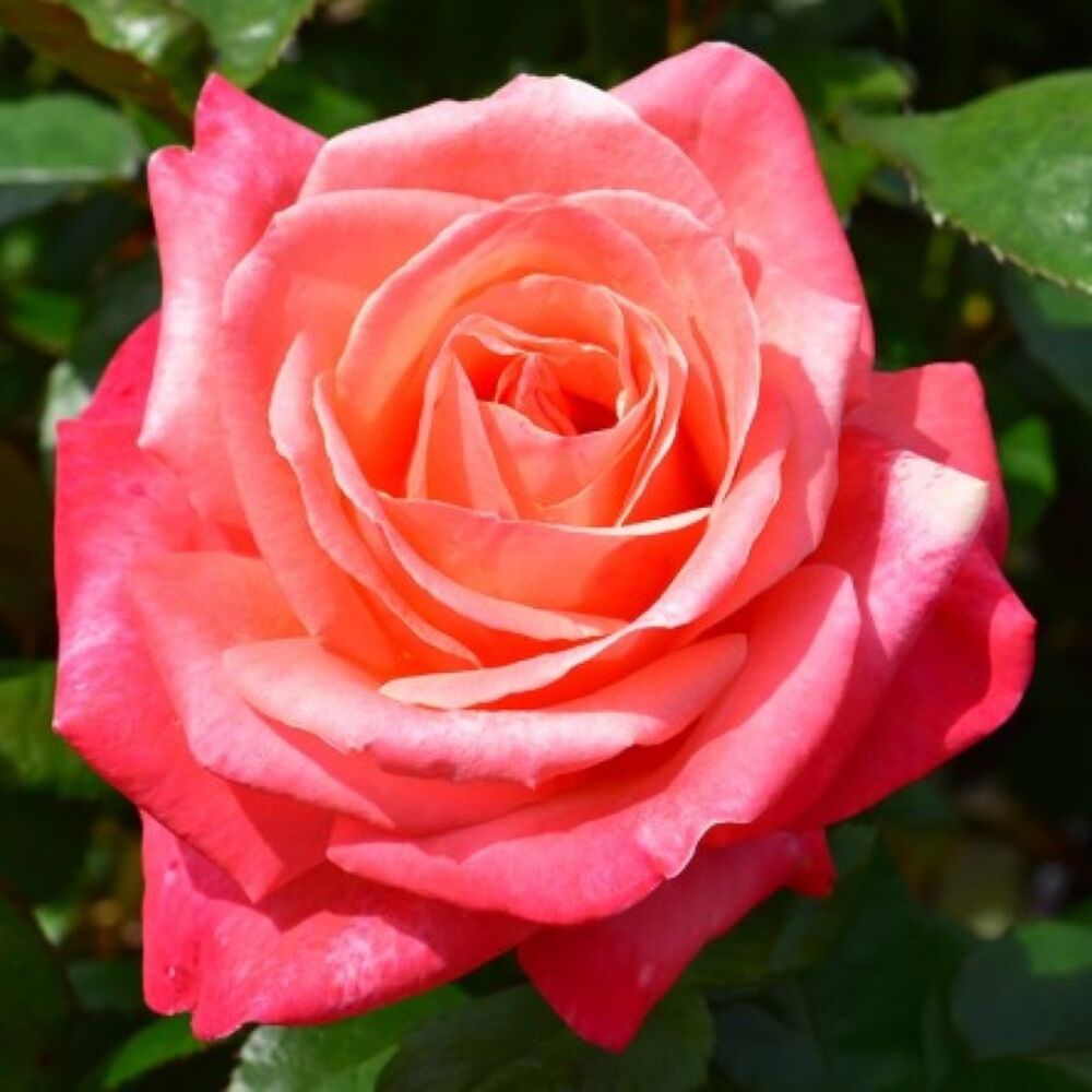 Роза чайно-гибридная Силвер Жубиле