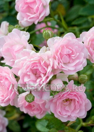 Роза почвопокровная Зе Фейри: купить в Москве саженцы Rosa The Fairy в питомнике «Медра» по цене от 840 руб