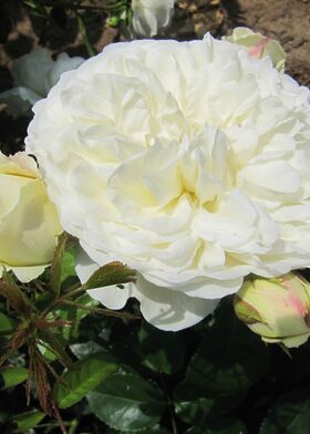 Роза шраб Транквилити