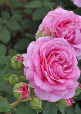 Роза чайно-гибридная Пинк Фламинго