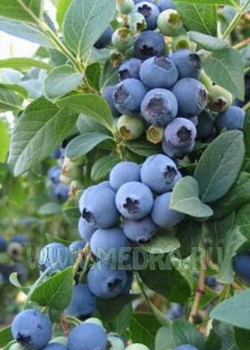 Голубика высокорослая Дюк