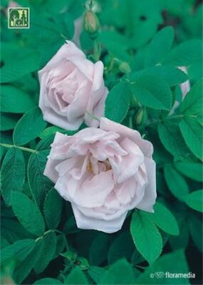 Роза морщинистая (шиповник) Шнеекоп