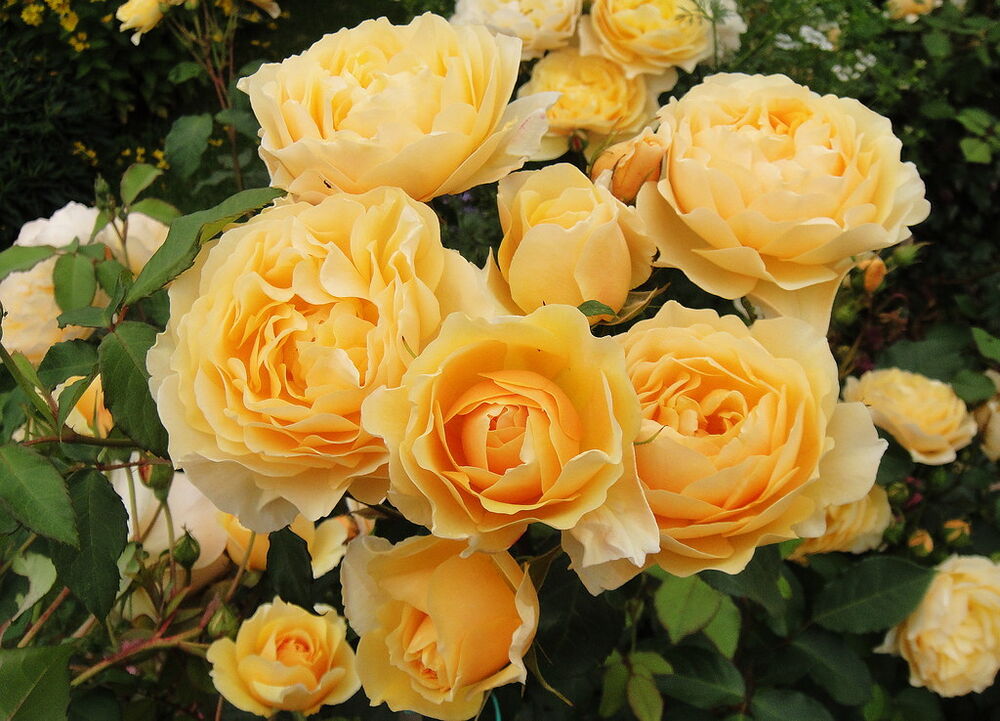 Роза парковая Грехам Томас: купить в Москве саженцы Rosa Graham Thomas в питомнике «Медра» по цене от 5800 руб