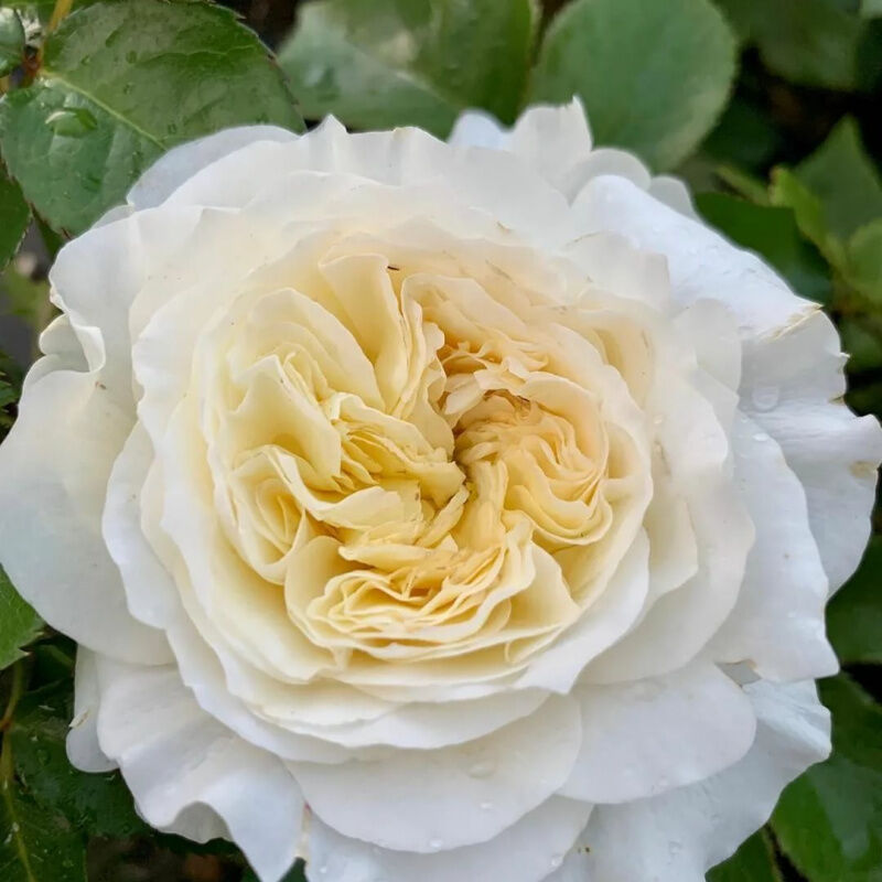 Роза парковая Пейшенс